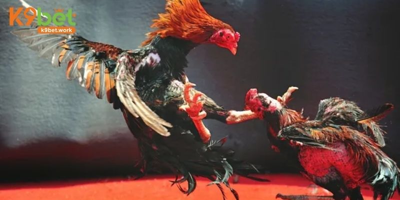 4 loại hình đấu gà được săn đón nhất