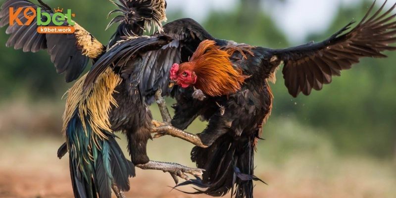 Bí quyết lựa chọn chiến kê với khả năng chiến thắng cao