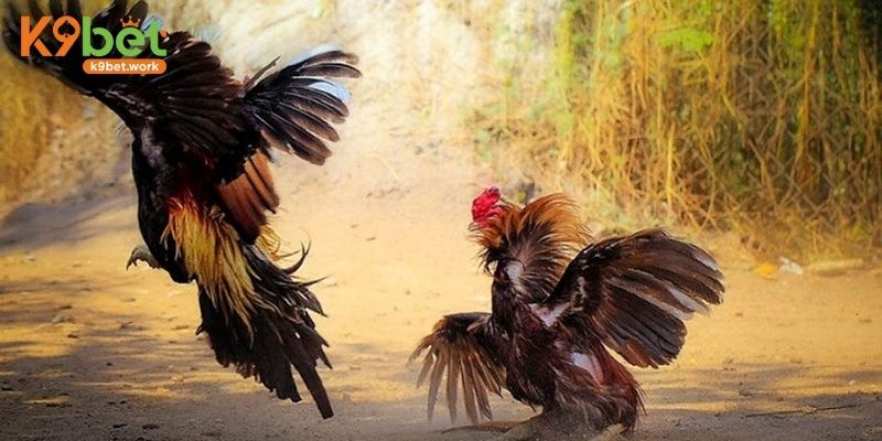 Chia cặp đấu đối kháng theo hạng cân của gà