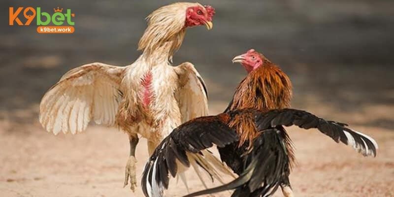 Hé lộ thời gian thi đấu chính thức của đá gà Thomo