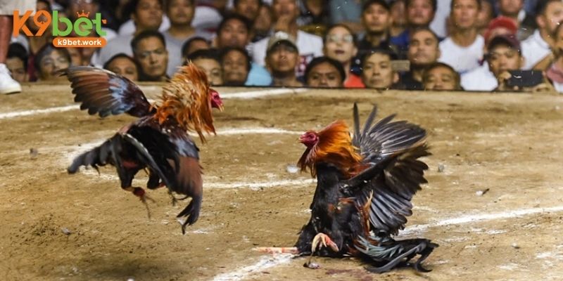 Nhà cung cấp AOG nổi tiếng trong việc trả thưởng