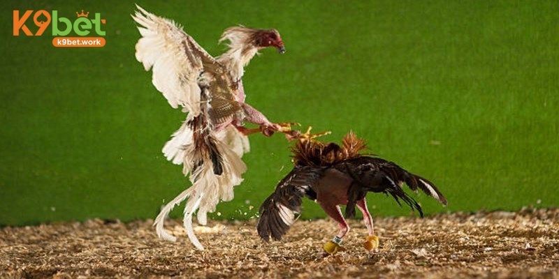 Thông tin sơ bộ về đá gà cựa sắt