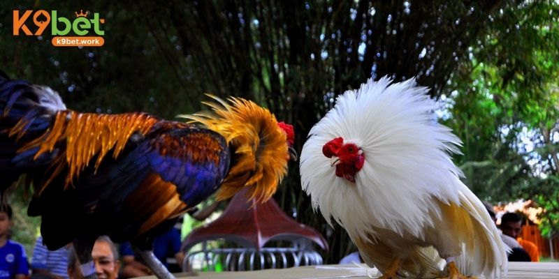 Thông tin sơ bộ về sảnh đá gà K9BET