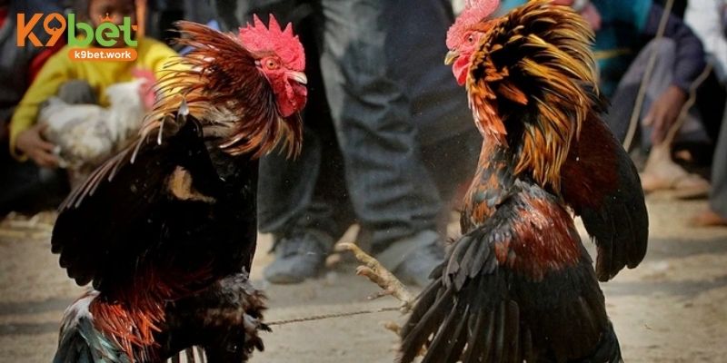 Tìm hiểu khái quát về sân chơi đá gà trực tuyến hiện nay