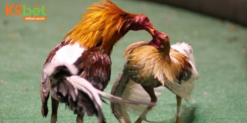 Tổng quan cơ bản về hình thức chọi gà Thomo phổ biến