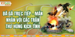 Đá Gà Trực Tiếp - Mãn Nhãn Với Các Trận Thư Hùng Kịch Tính